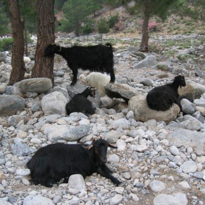 Image description