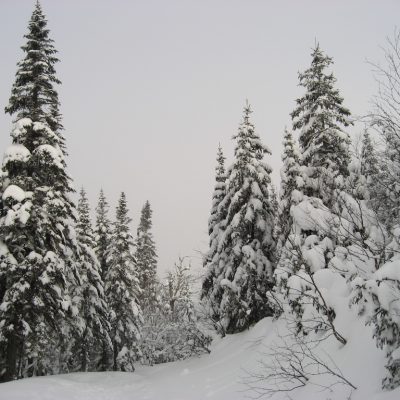 Image description