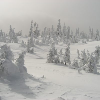 Image description