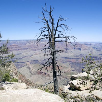 Image description