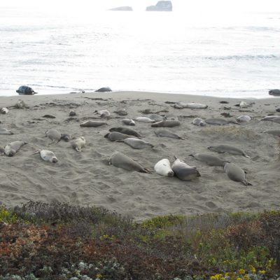Image description