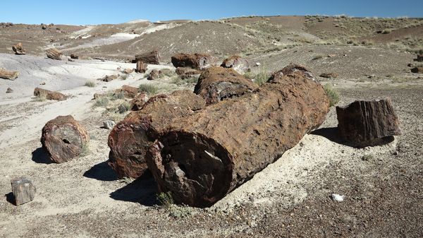 Petrified Forest National Park