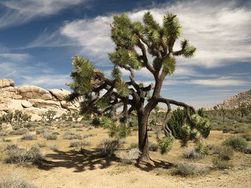 Joshua Tree