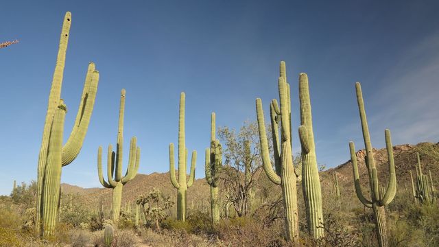 Saguaro