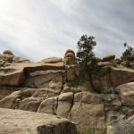 2016_04_19_Joshua_Tree_WEB