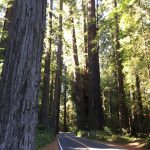 Avenue_Of_The_Geants