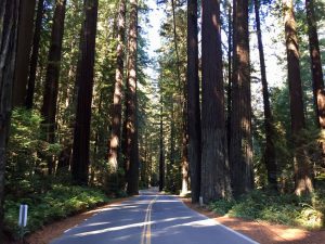 Avenue_Of_The_Geants