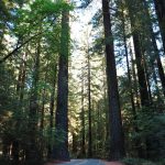 Avenue_Of_The_Geants