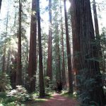Avenue_Of_The_Geants