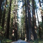 Avenue_Of_The_Geants