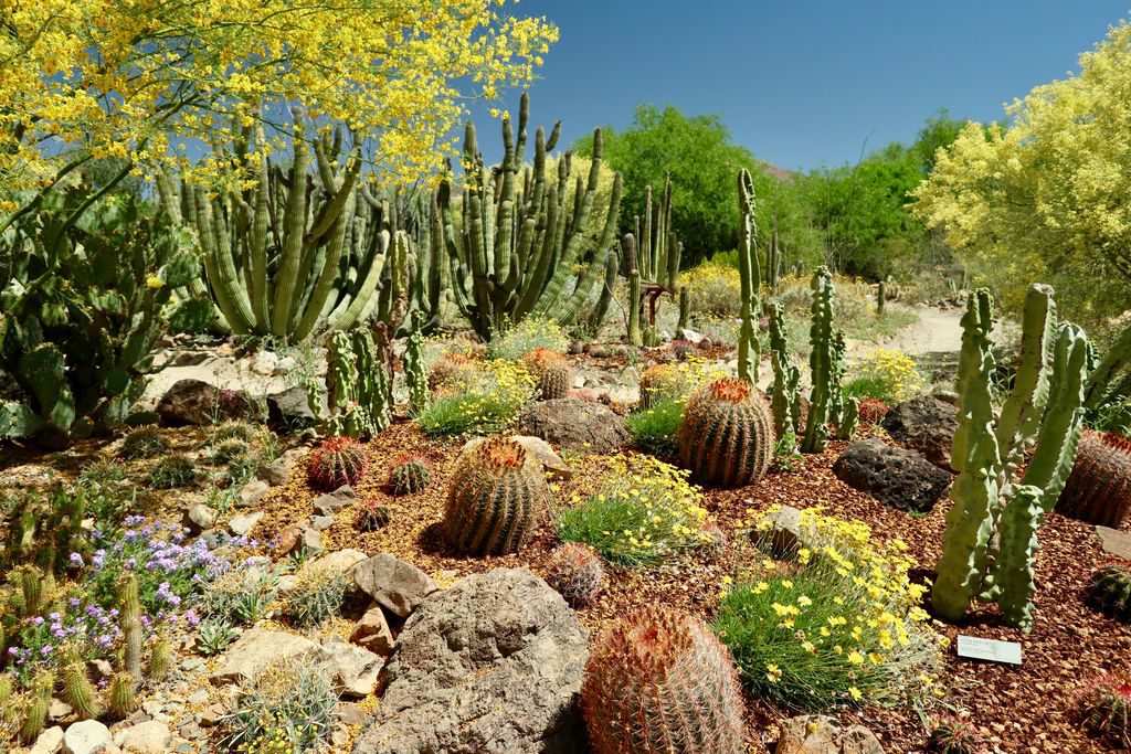 Saguaro National Park