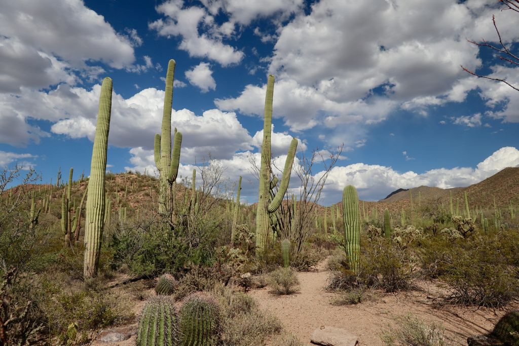 Saguaro National Park
